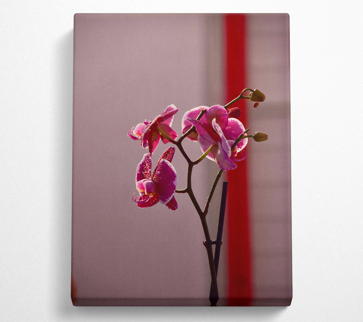 Pink Orchid Bloom Canvas Wall Art