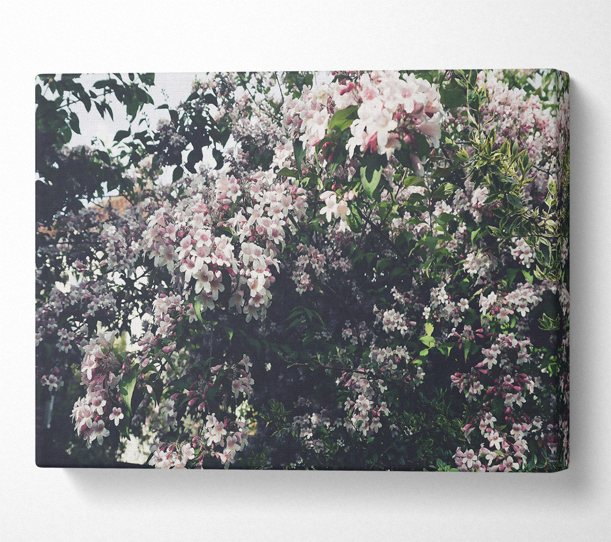 Pink Blossoms In Bloom Canvas Wall Art