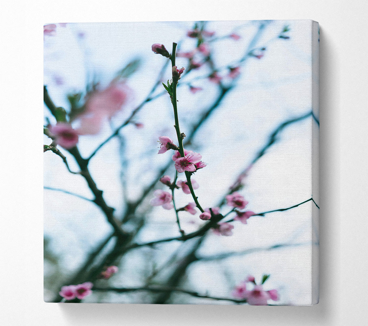 Pink Blossoms In Bloom Canvas Wall Art