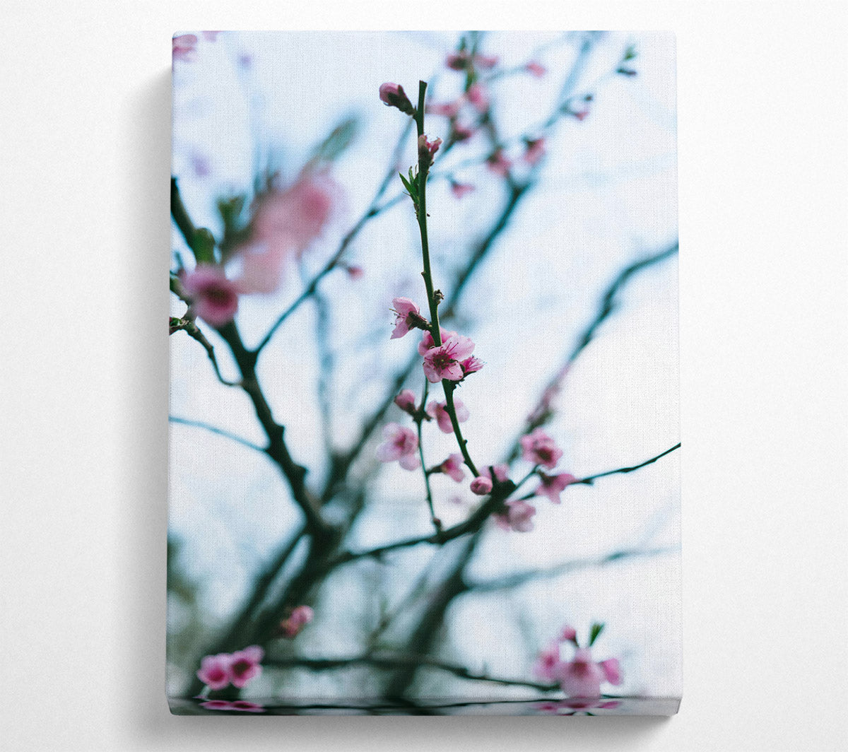 Pink Blossoms In Bloom Canvas Wall Art