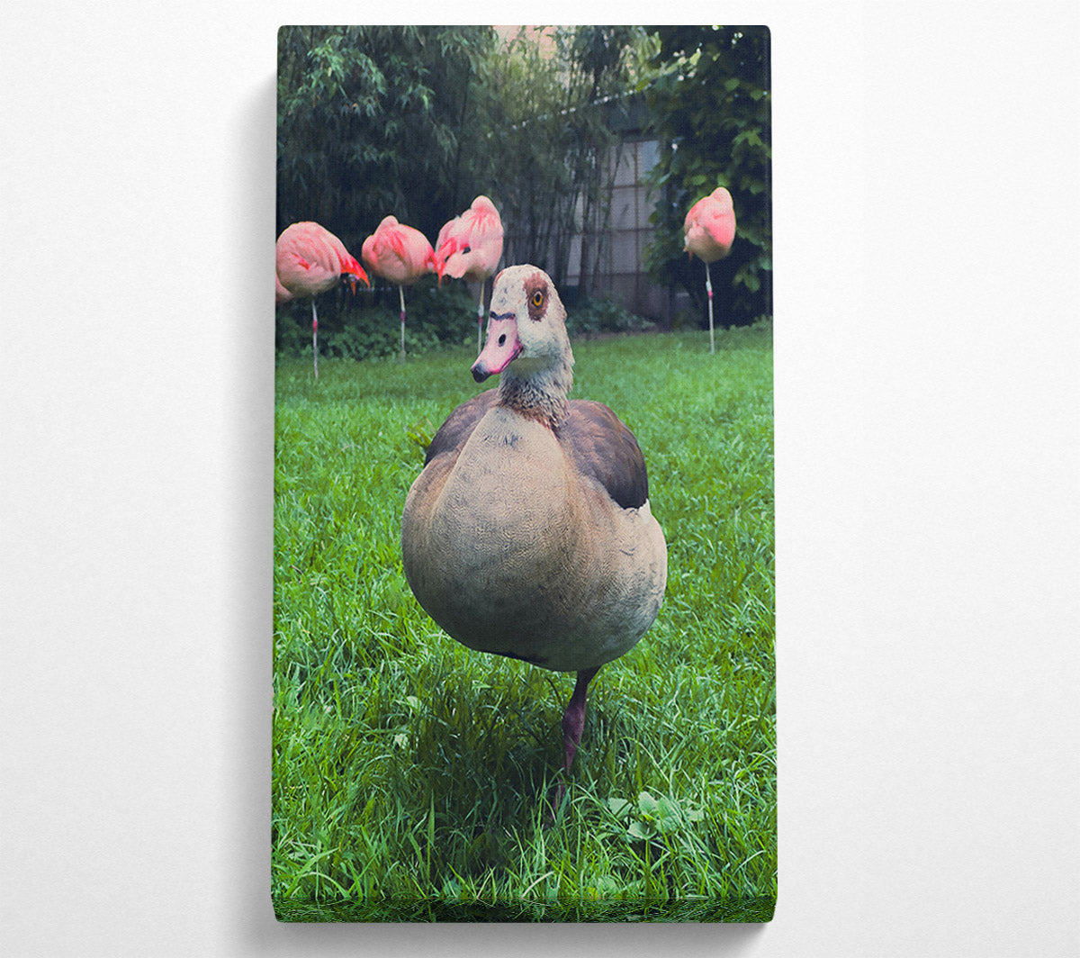 Pink Flamingo'S Friend Canvas Wall Art
