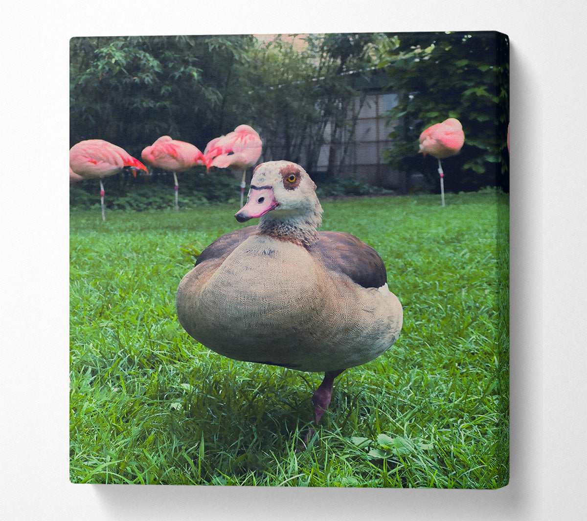 Pink Flamingo'S Friend Canvas Wall Art