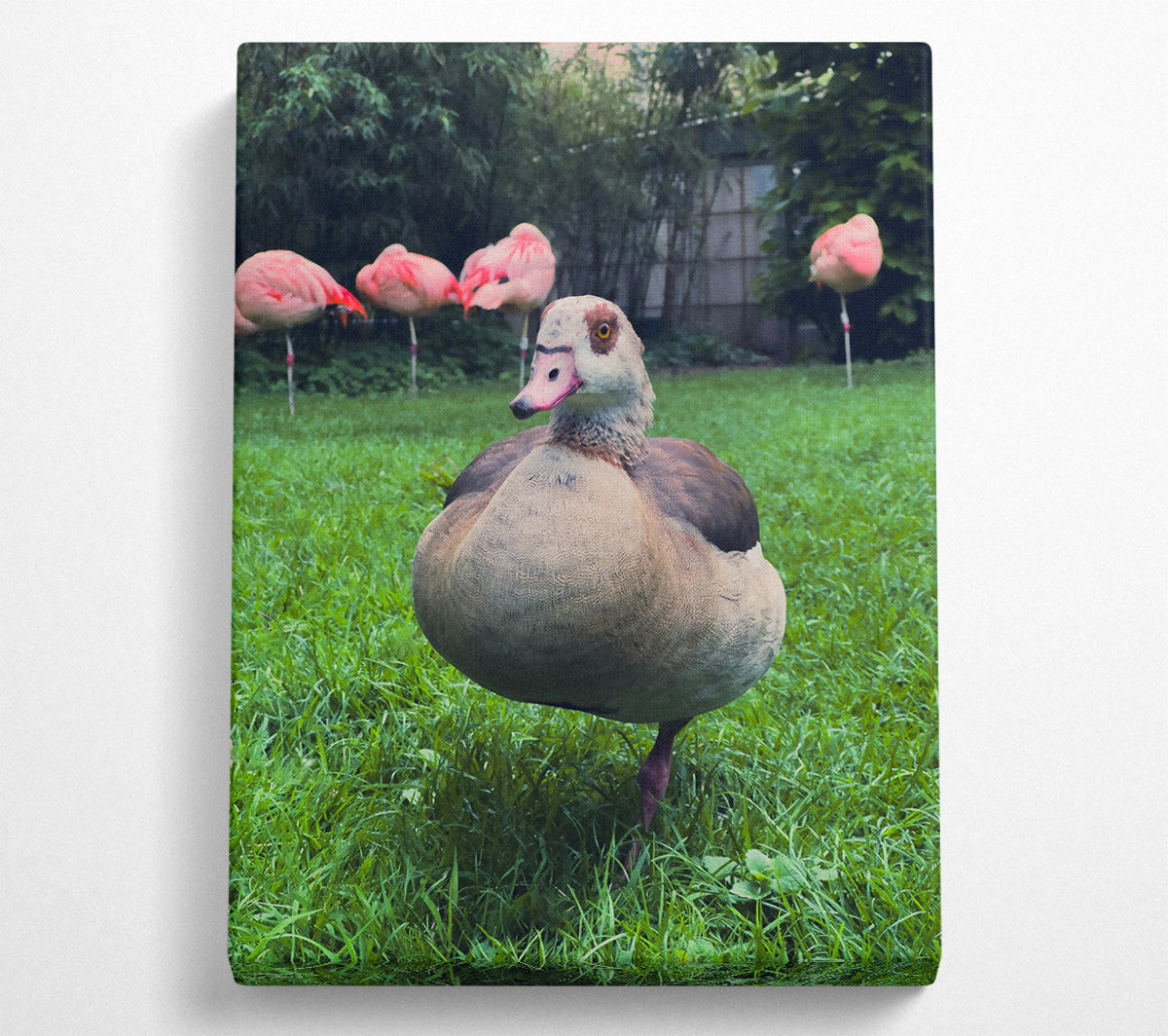 Pink Flamingo'S Friend Canvas Wall Art
