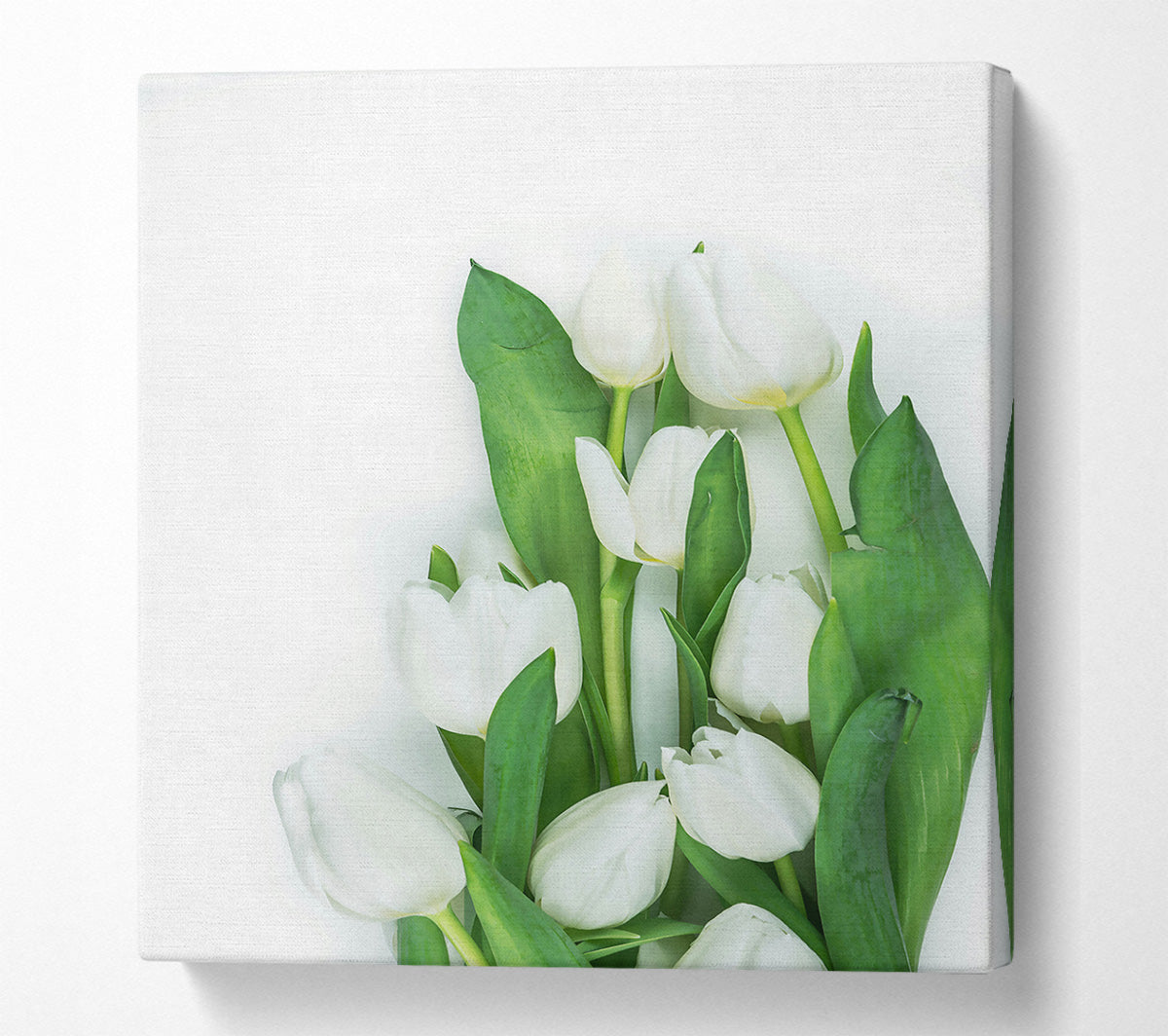 White Tulips In Bloom Canvas Wall Art