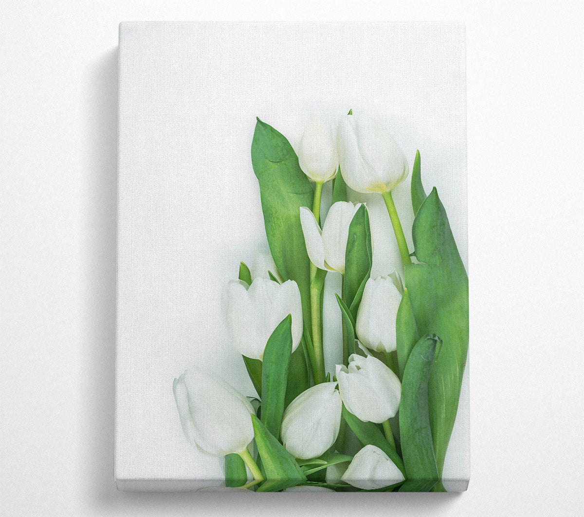 White Tulips In Bloom Canvas Wall Art