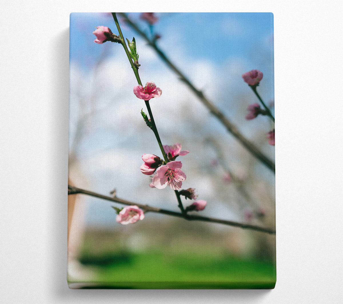 Pink Blossom Branch Canvas Print