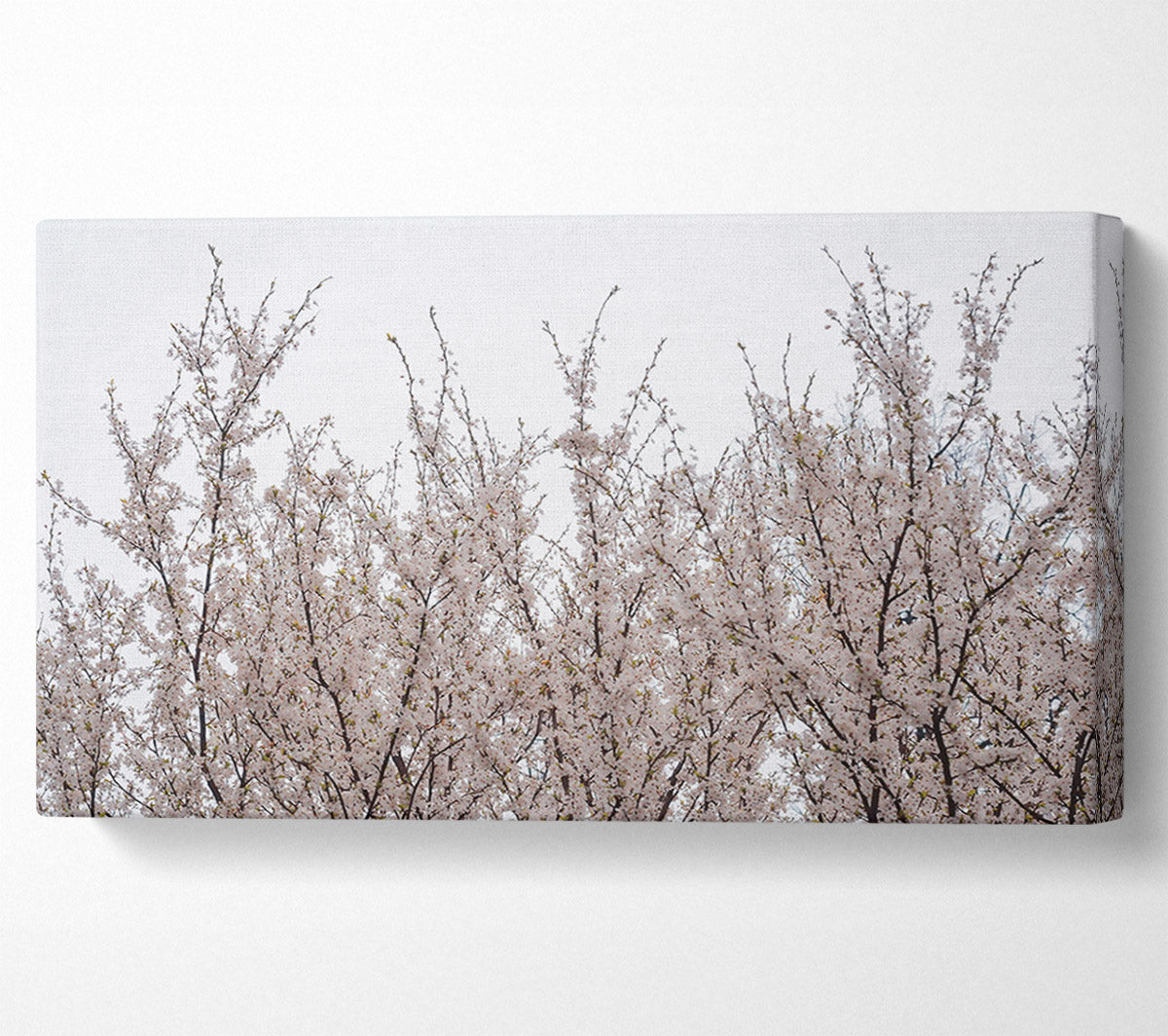 White Blossoms Reaching Up Canvas Wall Art