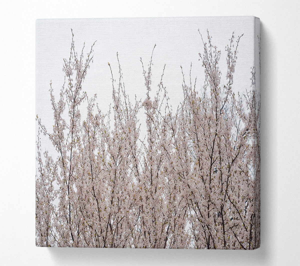 White Blossoms Reaching Up Canvas Wall Art