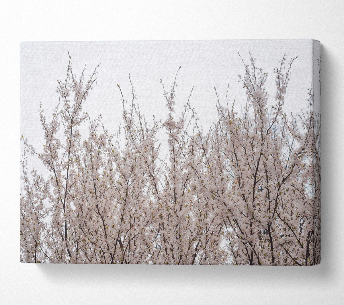 White Blossoms Reaching Up Canvas Wall Art