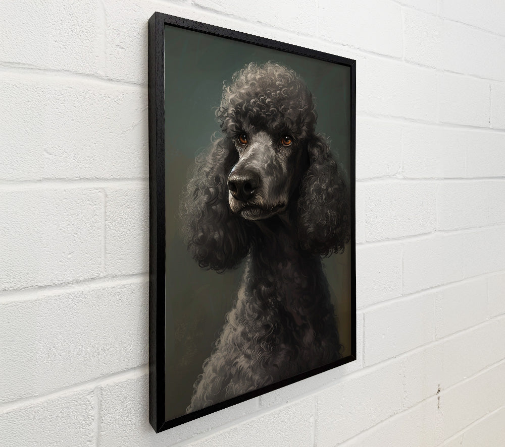 A Poodle Looking