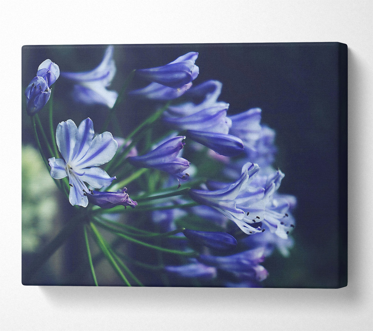 Purple Bloom'S Embrace Canvas Wall Art