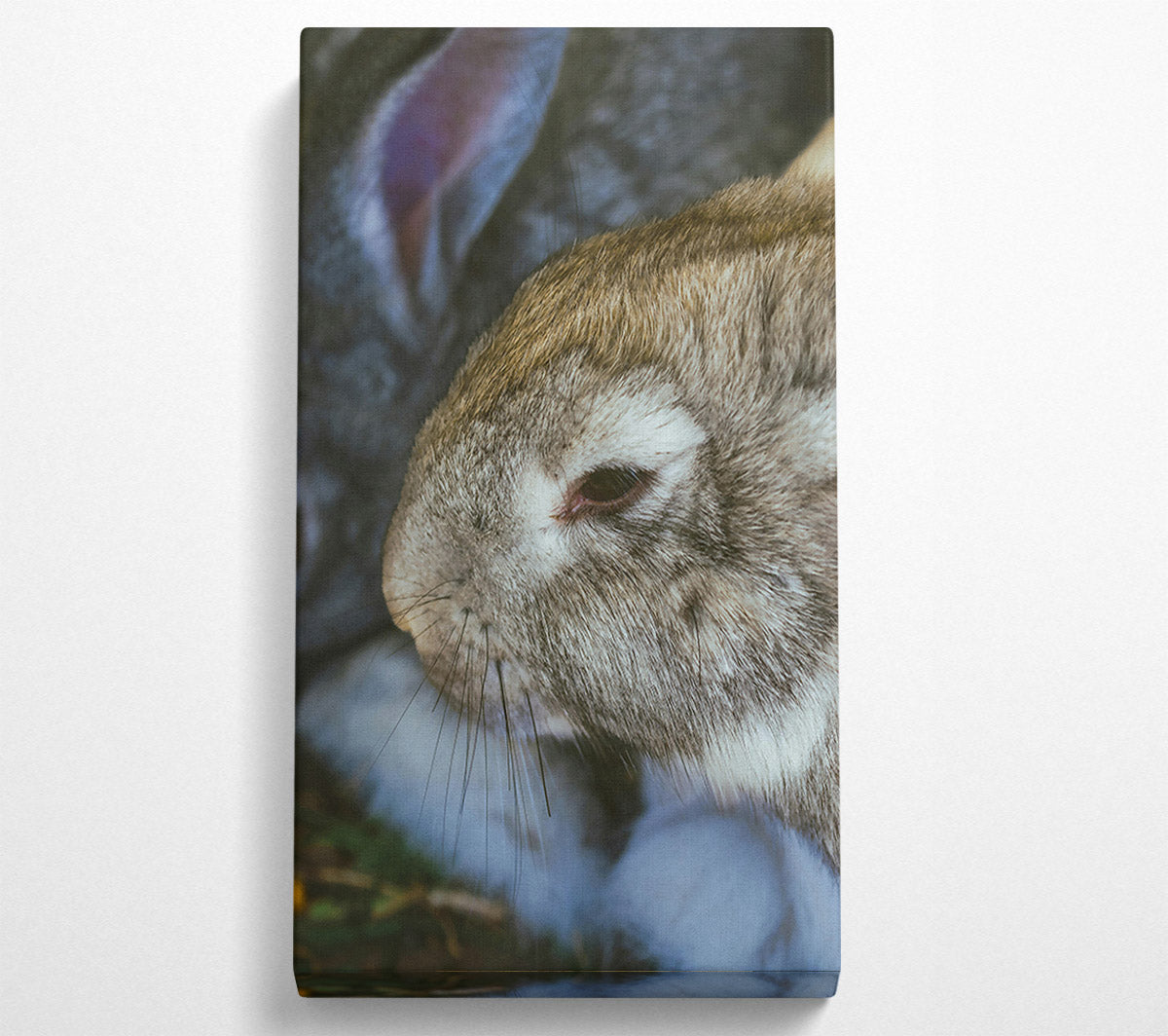 The Grey Snuggle Canvas Wall Art