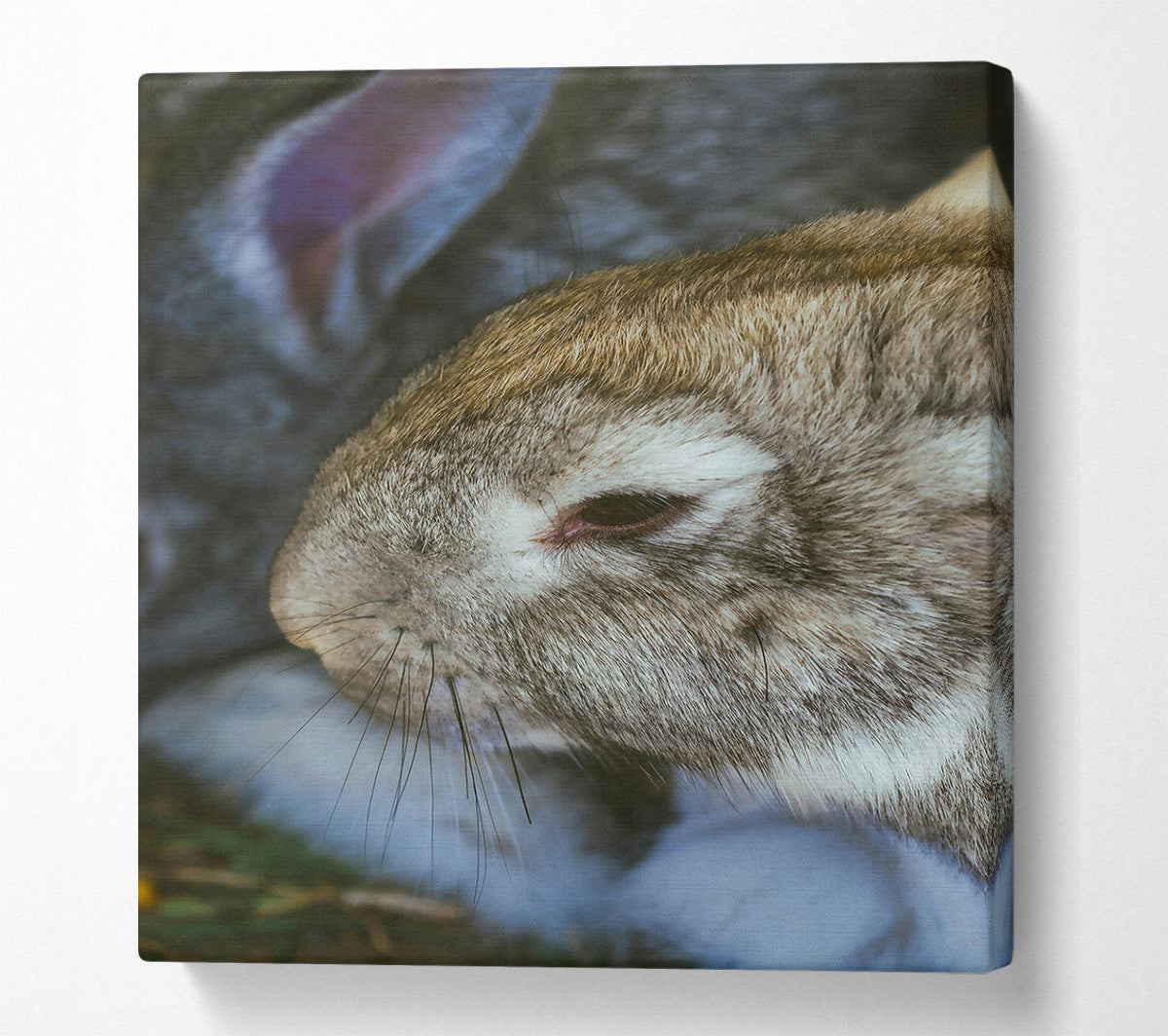 The Grey Snuggle Canvas Wall Art