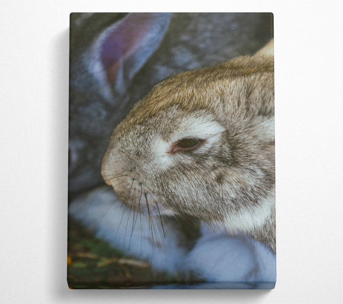 The Grey Snuggle Canvas Wall Art