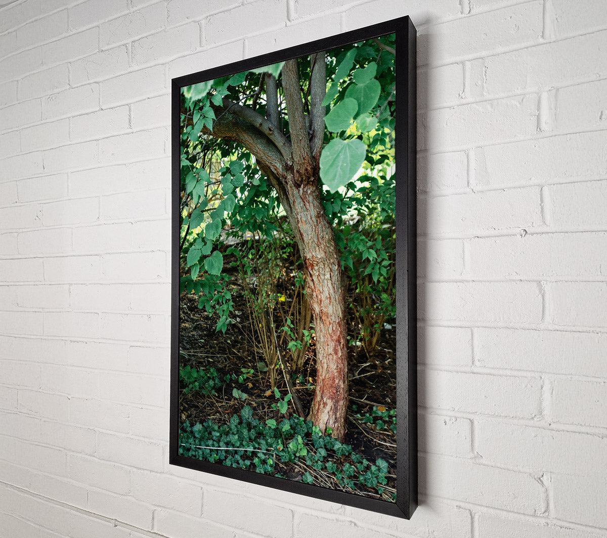 Red Bark Undergrowth Canvas Art
