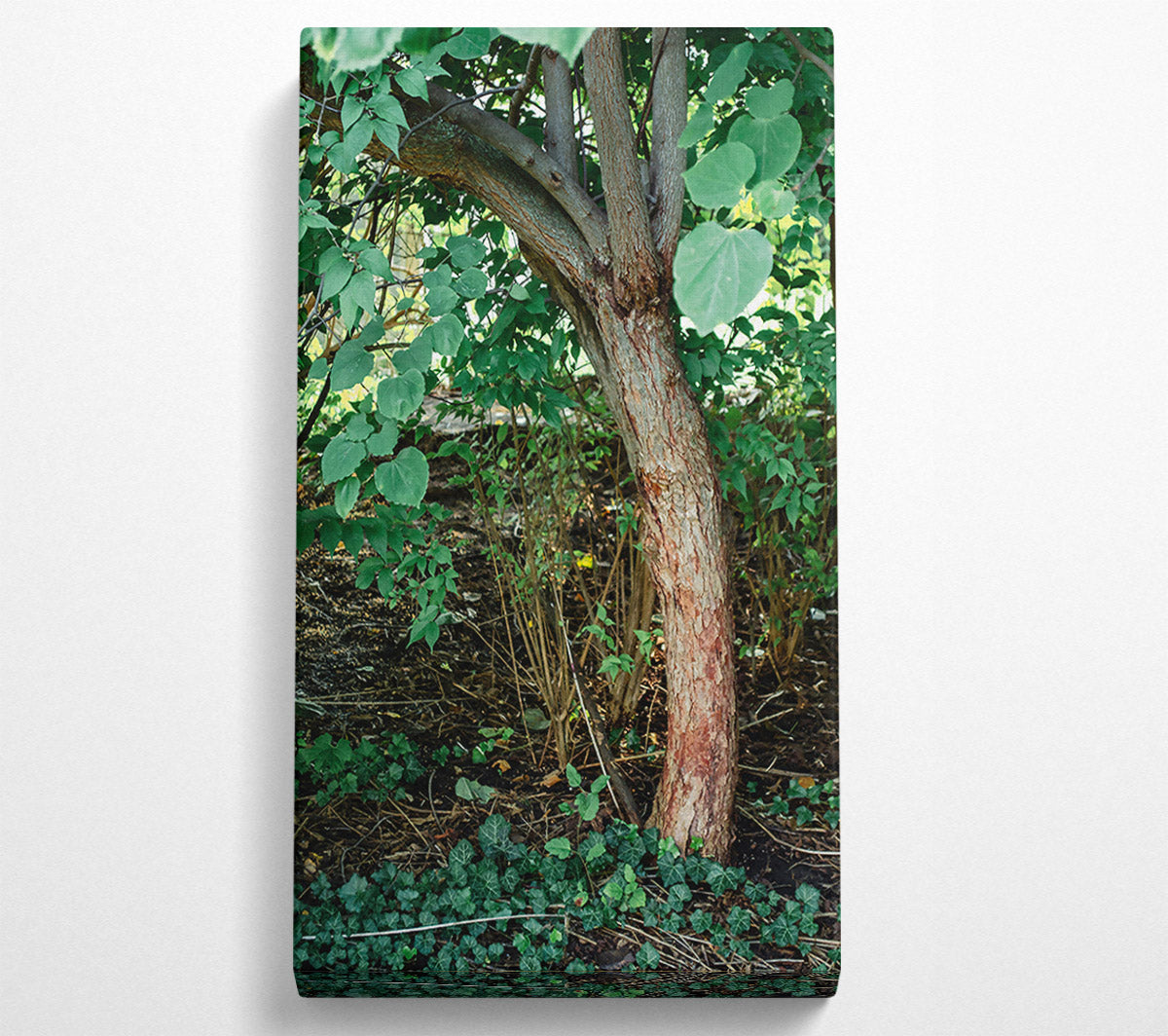 Red Bark Undergrowth Canvas Art