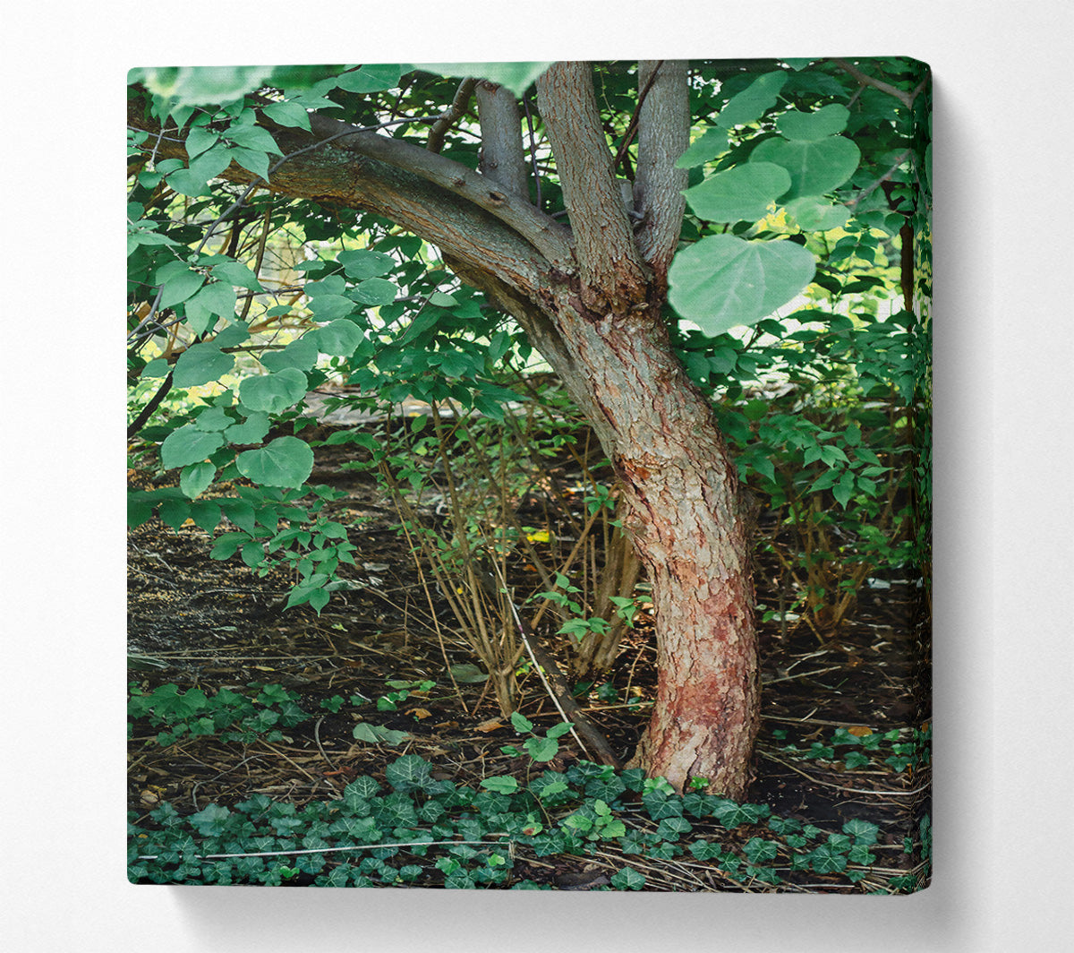 Red Bark Undergrowth Canvas Art