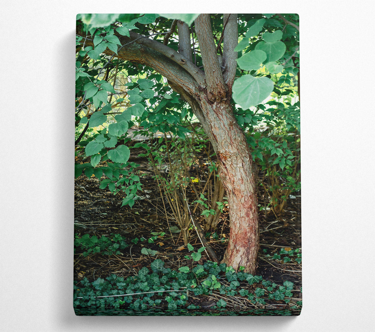 Red Bark Undergrowth Canvas Art