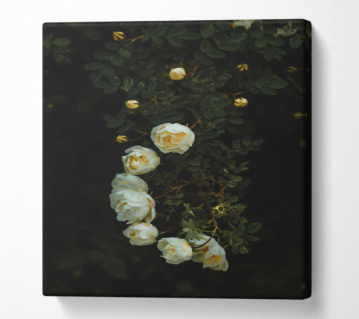 White Blooms In The Dark Canvas Wall Art
