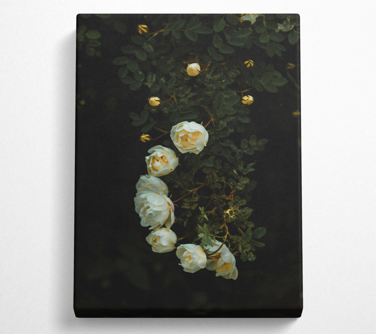 White Blooms In The Dark Canvas Wall Art