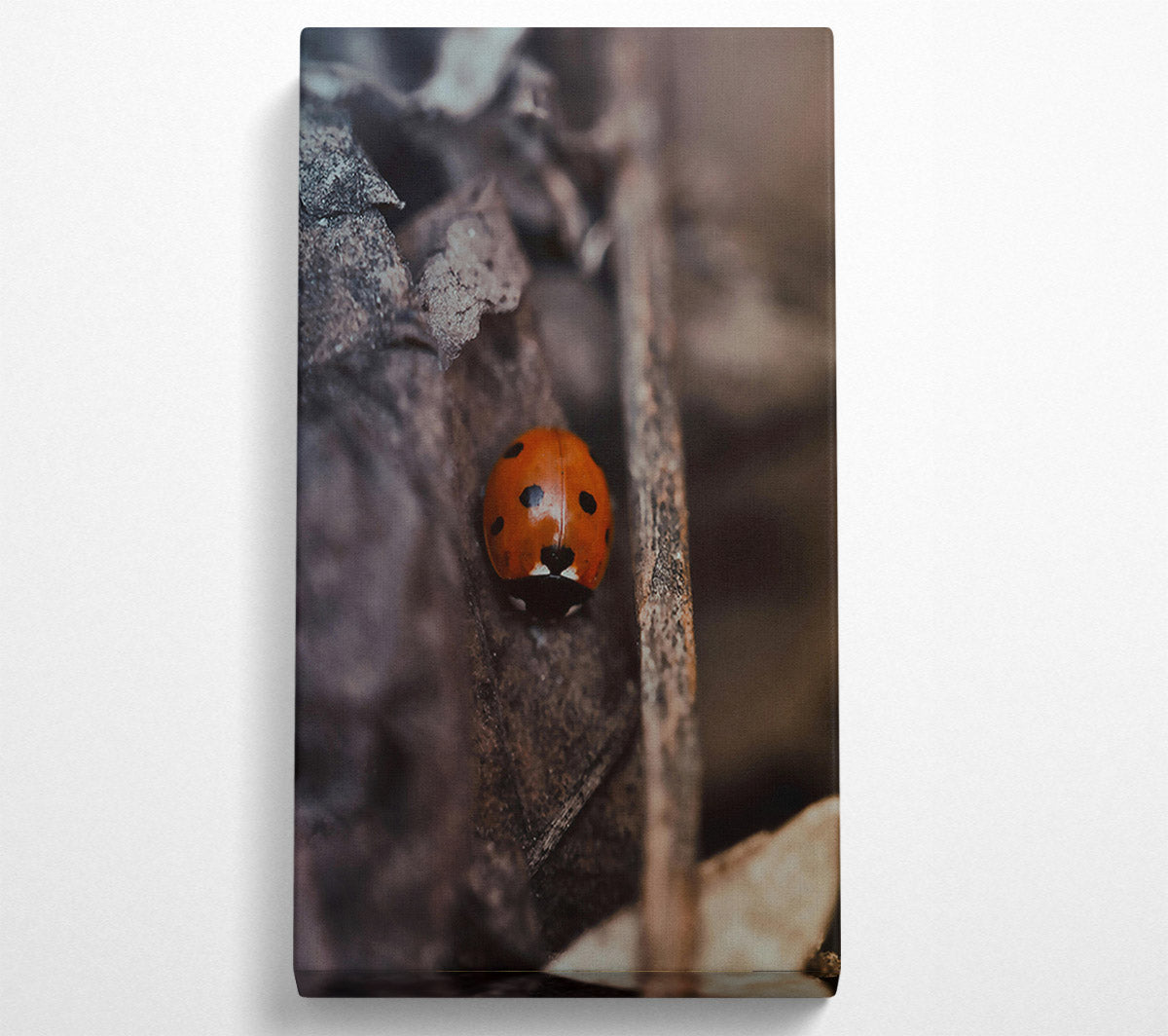 Red Bug In Shadows Canvas Wall Art
