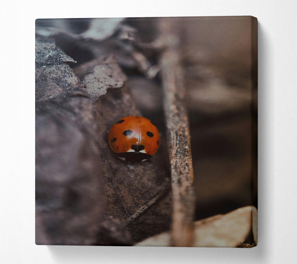 Red Bug In Shadows Canvas Wall Art