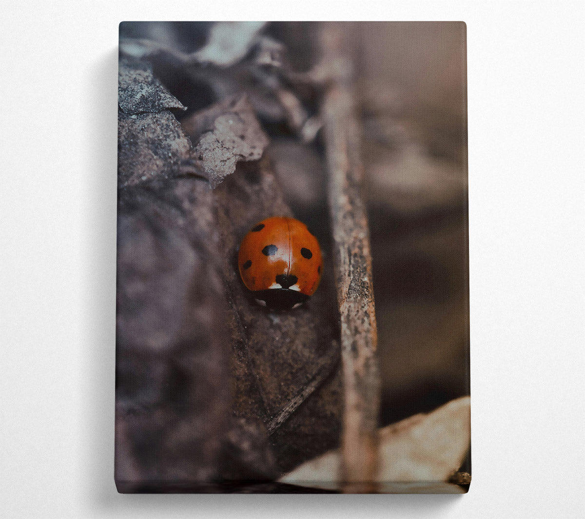 Red Bug In Shadows Canvas Wall Art