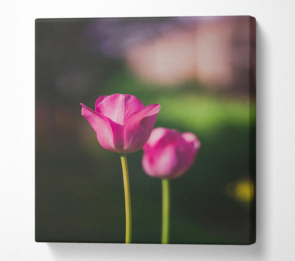 Pink Tulip Bloom Canvas Wall Art