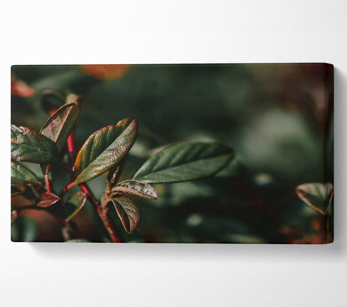 Red Hues Of Green Leaves. Canvas Wall Art