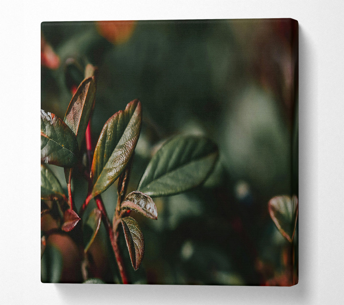 Red Hues Of Green Leaves. Canvas Wall Art