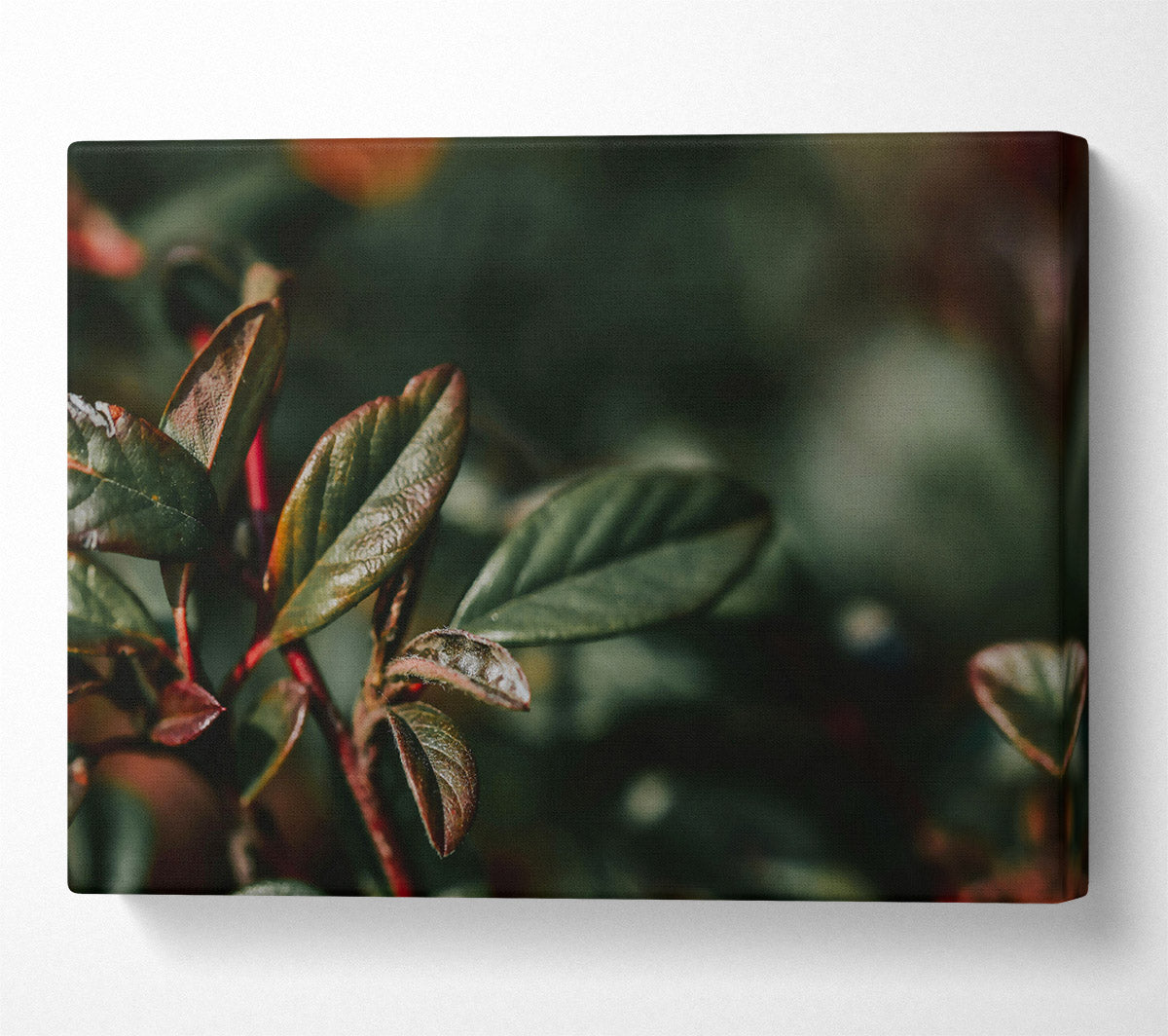 Red Hues Of Green Leaves. Canvas Wall Art