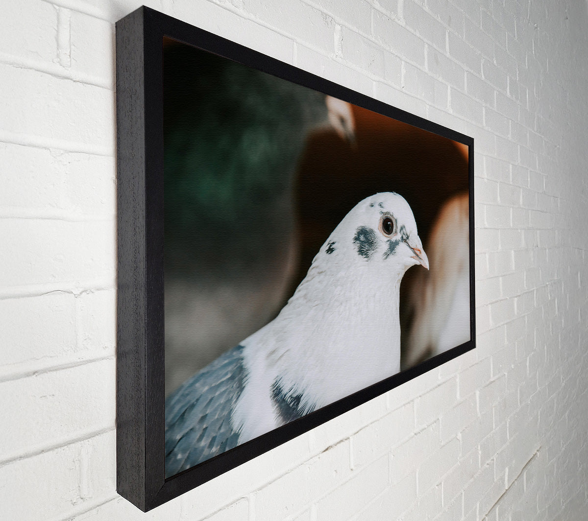The White Dove'S Gaze Canvas Wall Art