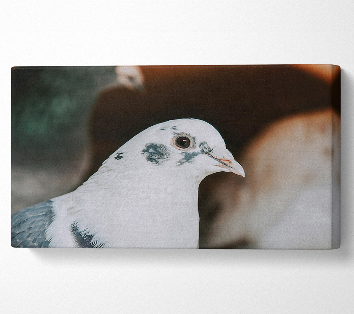 The White Dove'S Gaze Canvas Wall Art