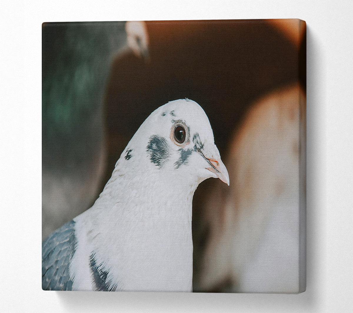 The White Dove'S Gaze Canvas Wall Art