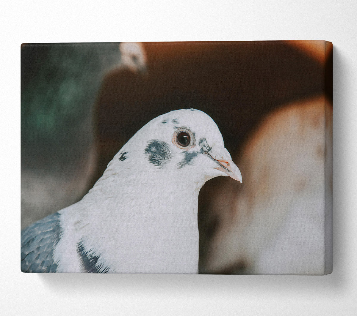 The White Dove'S Gaze Canvas Wall Art