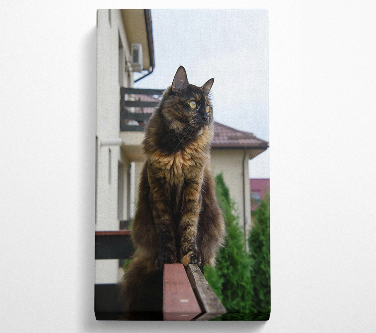 Tortoiseshell Cat On Railing Canvas Wall Art