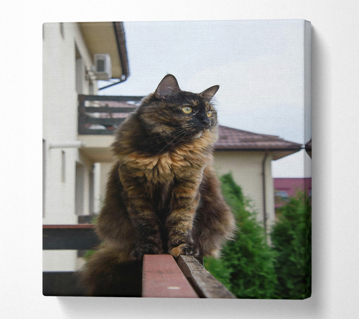 Tortoiseshell Cat On Railing Canvas Wall Art