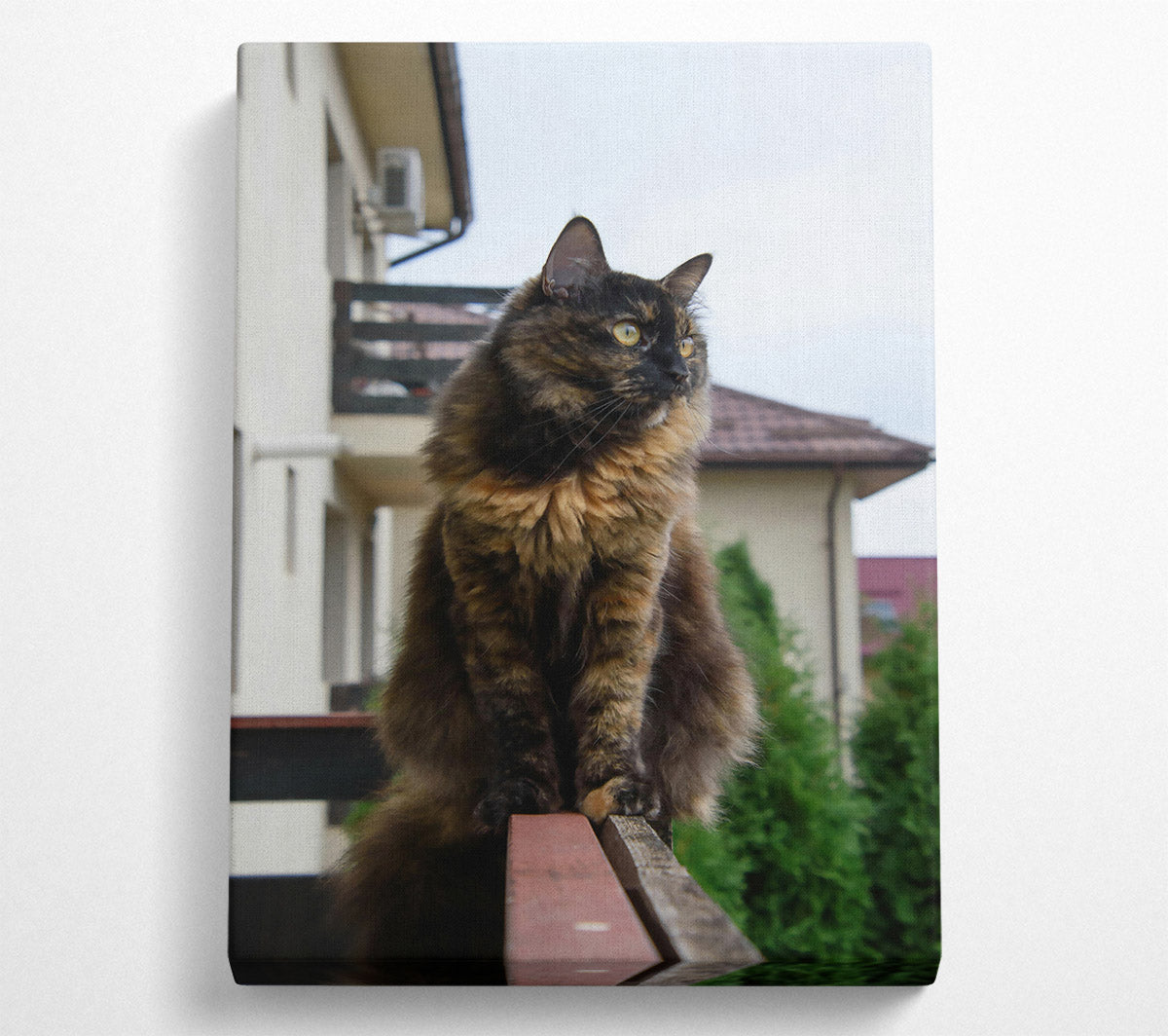 Tortoiseshell Cat On Railing Canvas Wall Art