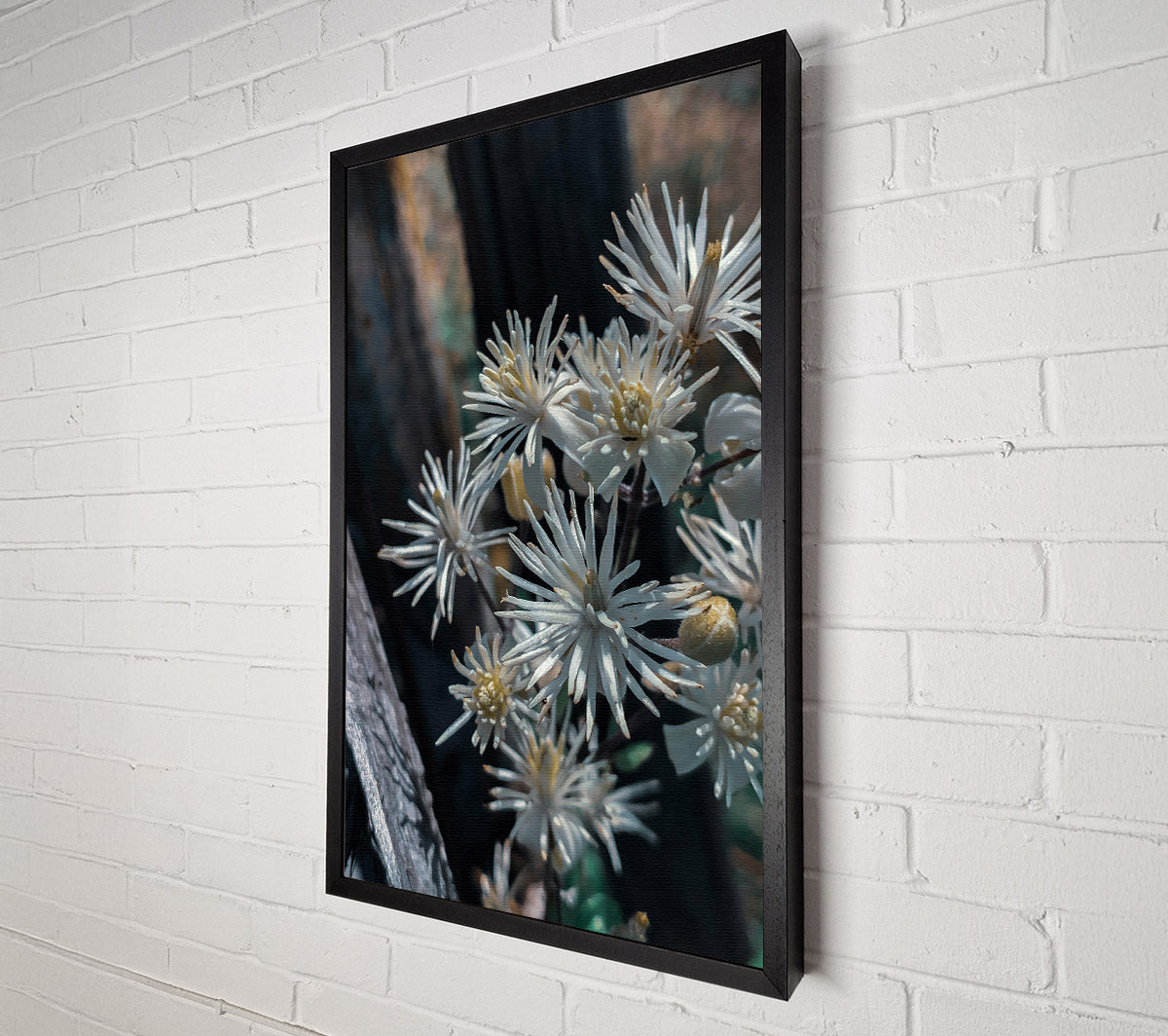 White Blooms In Shadow Canvas Wall Art