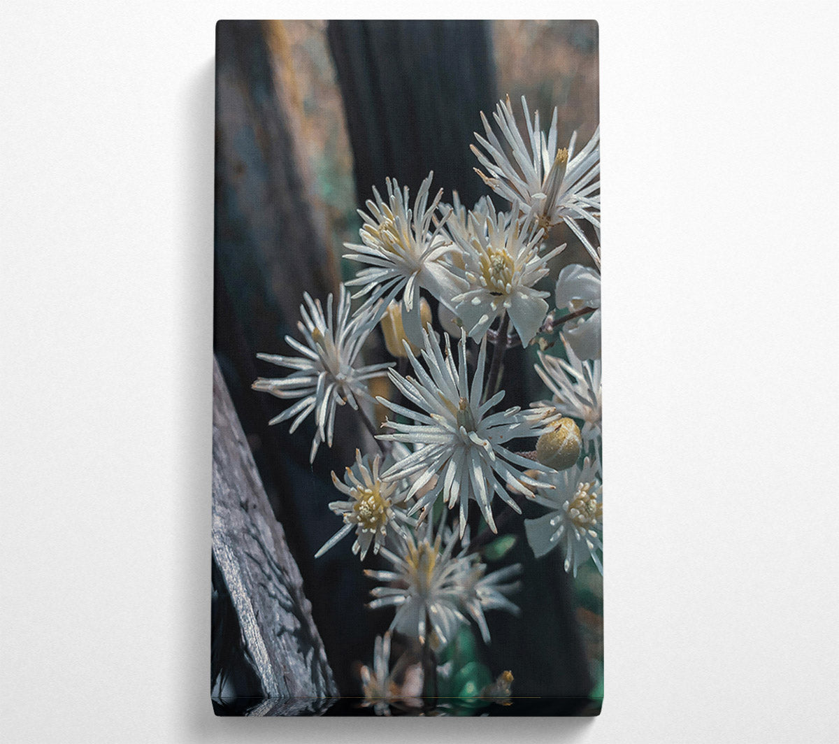 White Blooms In Shadow Canvas Wall Art