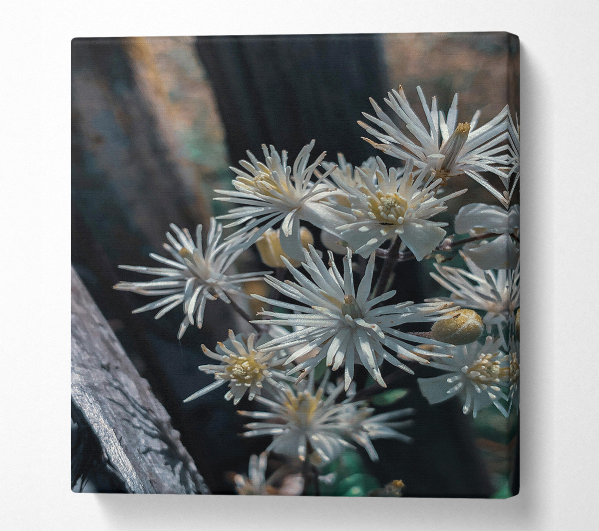 White Blooms In Shadow Canvas Wall Art