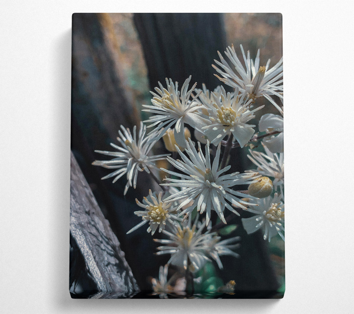 White Blooms In Shadow Canvas Wall Art