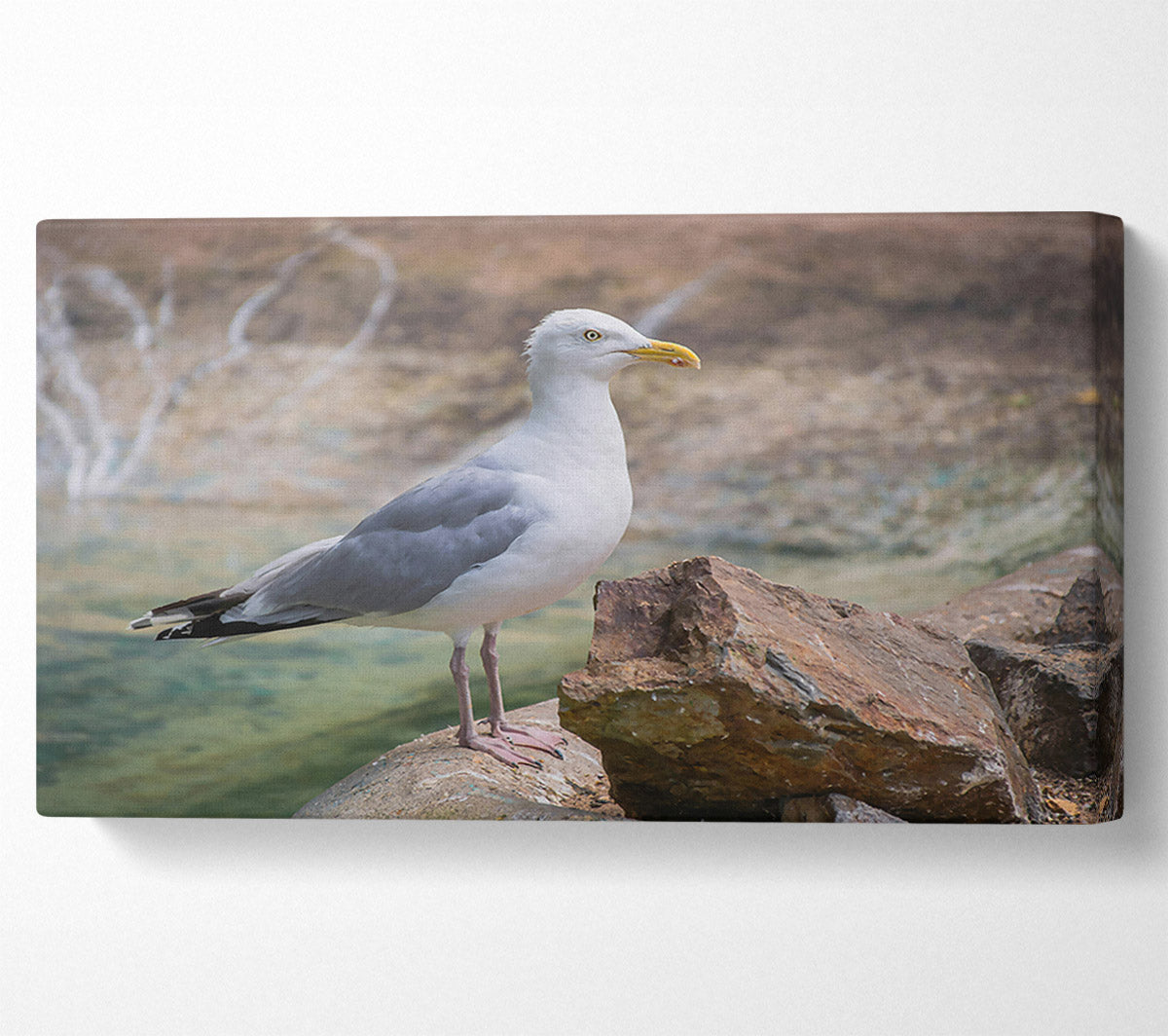 White Seagull On Rock Canvas Wall Art
