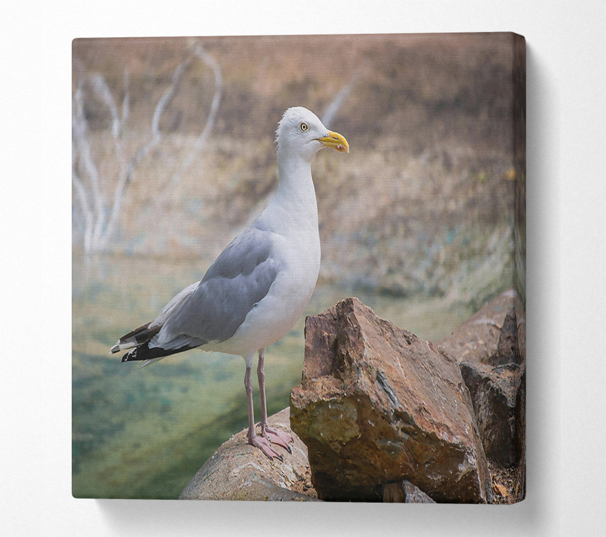 White Seagull On Rock Canvas Wall Art