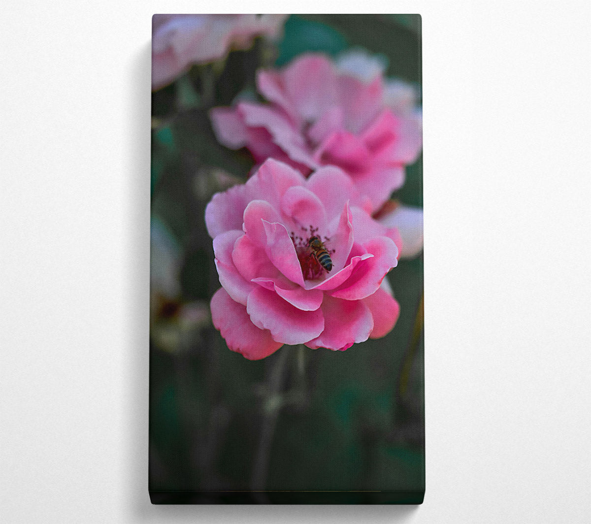 Pink Rose With Bee Canvas Wall Art