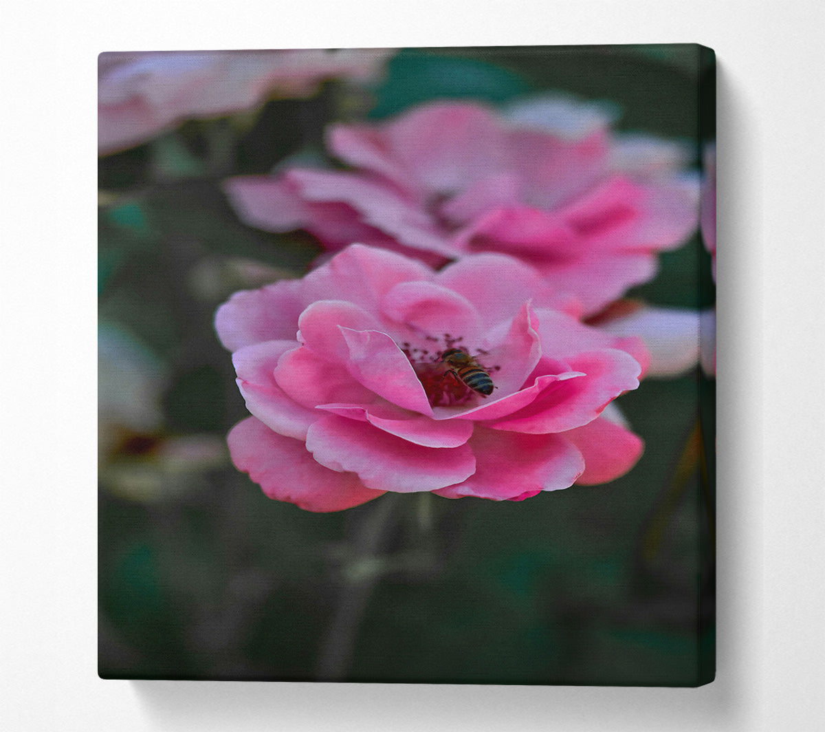 Pink Rose With Bee Canvas Wall Art
