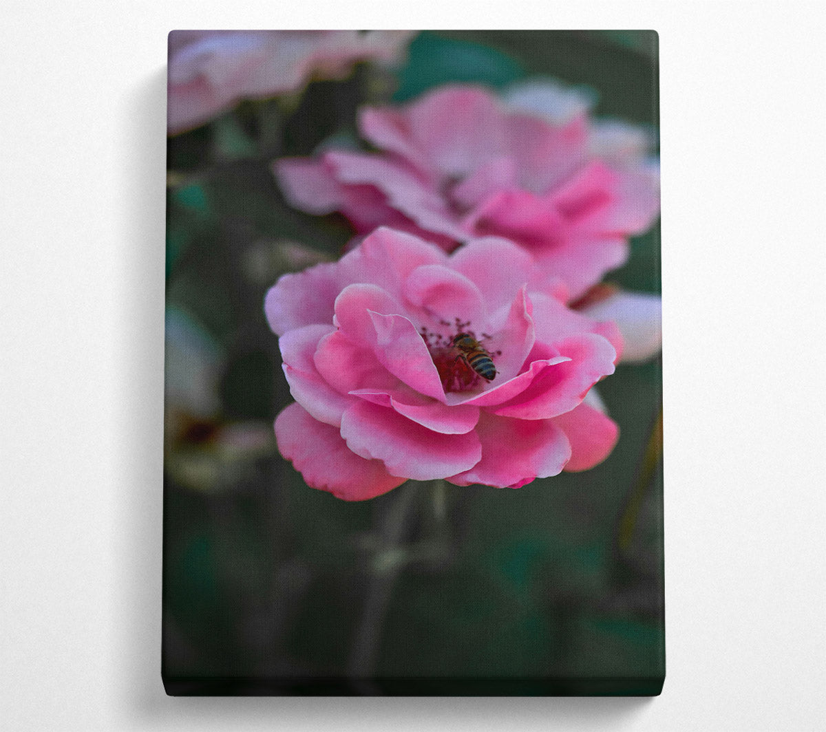 Pink Rose With Bee Canvas Wall Art