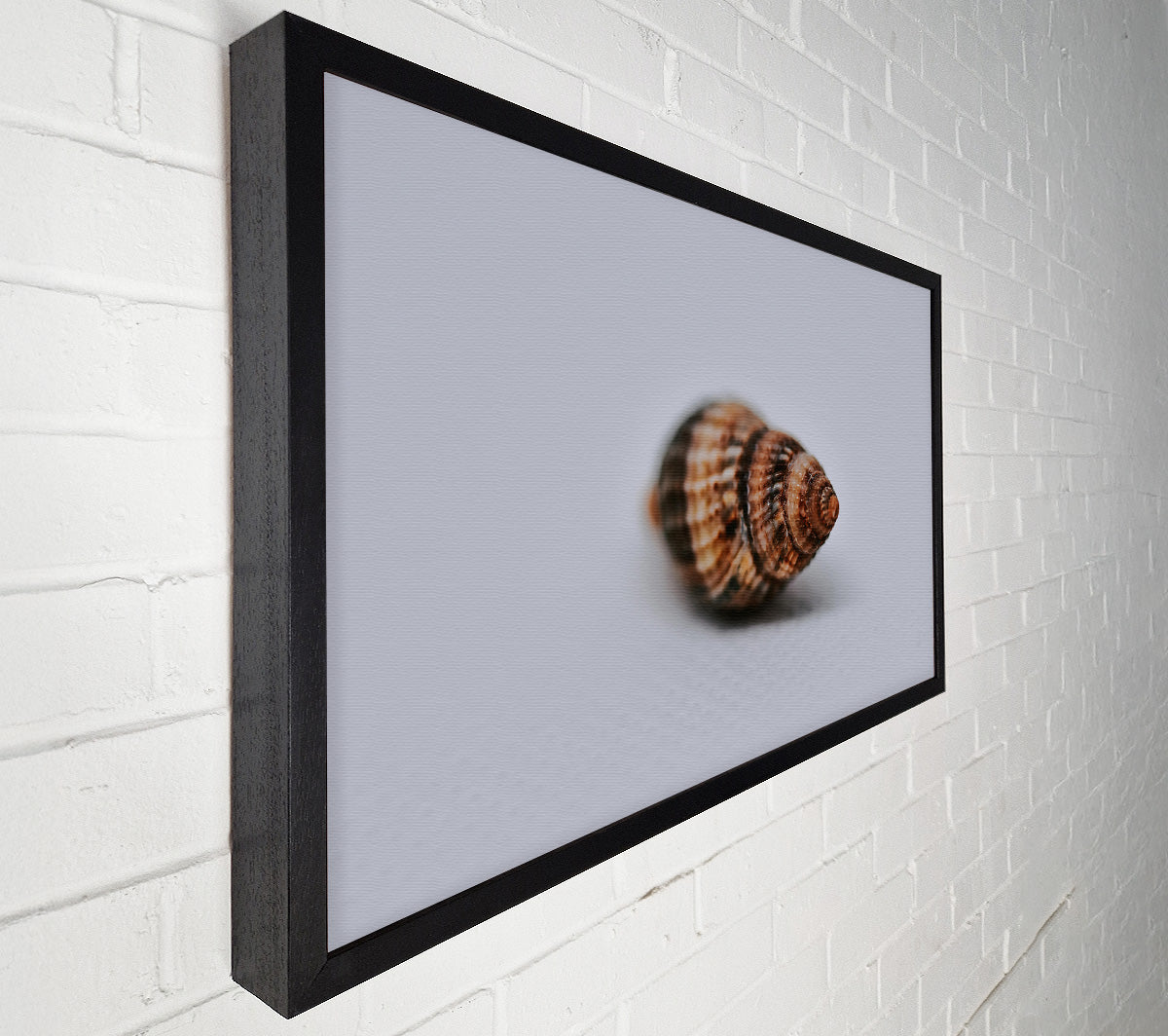 Brown Spiral Shell Canvas Print