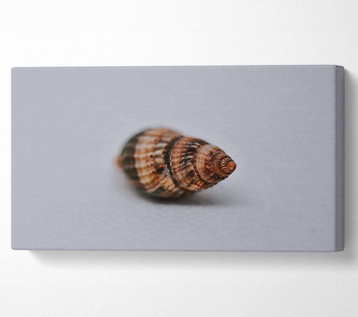 Brown Spiral Shell Canvas Print