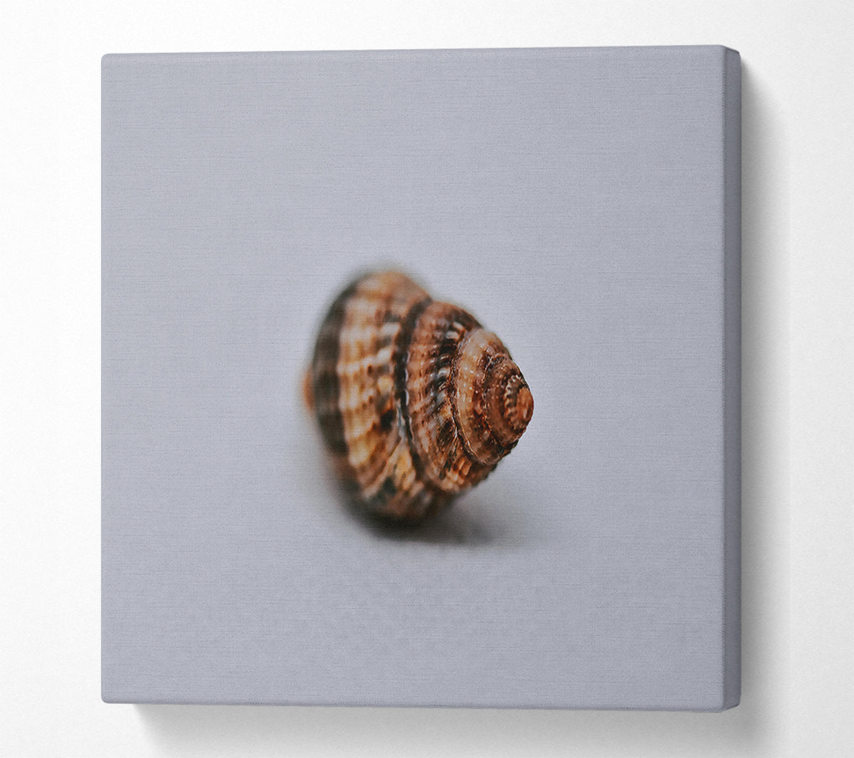 Brown Spiral Shell Canvas Print